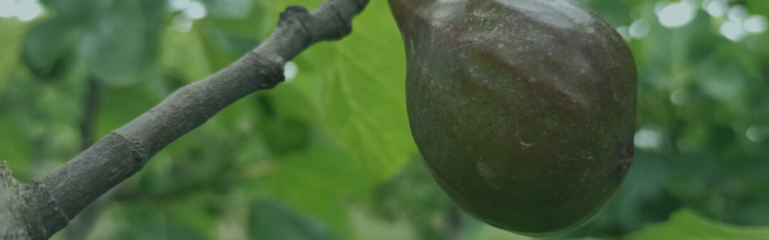 24 June 2022 – Fig from “Lampa Preta” variety in Torres Novas, Portugal