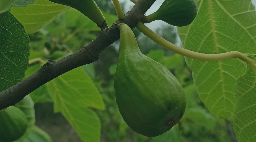 18 August 2022 – Fig from “Pingo de Mel” variety in Torres Novas, Portugal